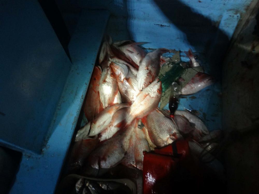 DVIDS – Images – Coast Guard interdicts lancha crew, seizes 350 pounds of illegal fish off Texas coast [Image 3 of 3]