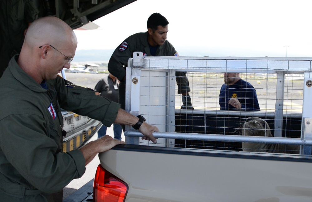 DVIDS – News – Monk seal safely transferred from Big Island to Oahu to return home